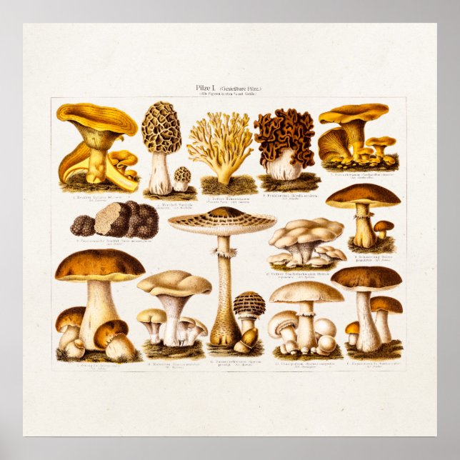 Vintage 1800s Mushroom Variety  Mushrooms Template Poster (Front)