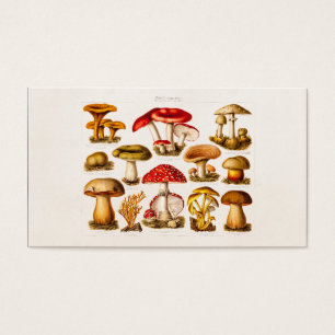 Vintage 1800s Mushroom Variety Red Mushrooms