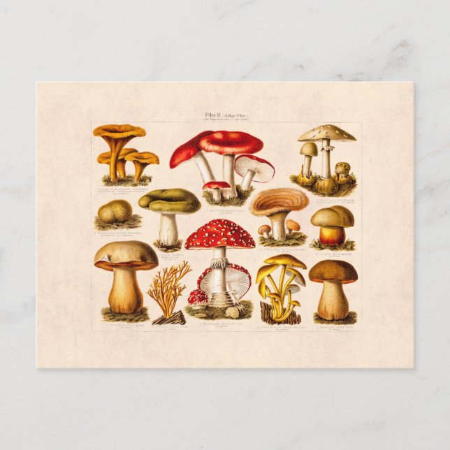 Vintage 1800s Mushroom Variety Red Mushrooms Postcard (Front)