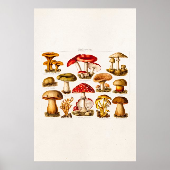 Vintage 1800s Mushroom Variety Red Mushrooms Poster (Front)