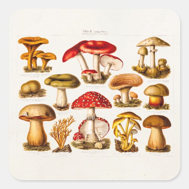 Vintage 1800s Mushroom Variety Red Mushrooms Square Sticker (Front)