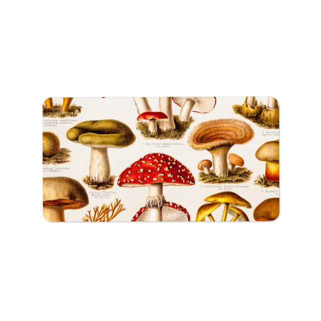 Vintage 1800s Mushroom Variety Template Label (Front)