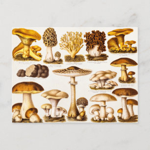 Vintage 1800s Mushroom Variety Template Postcard