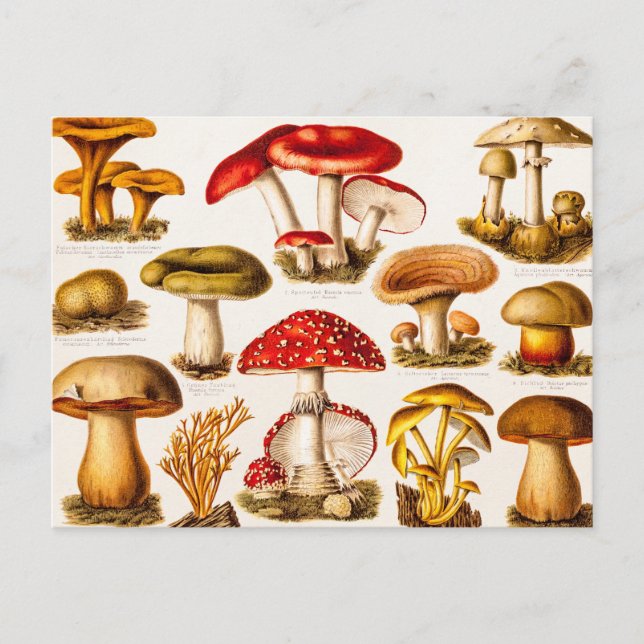 Vintage 1800s Mushroom Variety Template Postcard (Front)