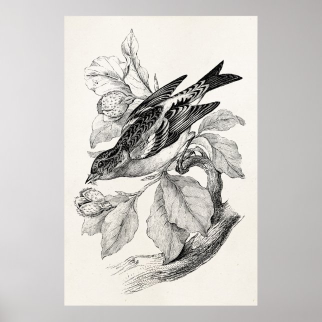 Vintage 1800s Old Mountain Finch Bird Illustration Poster (Front)