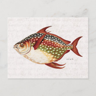 Vintage 1800s Opah Tropical Sporting Fish Drawing Postcard