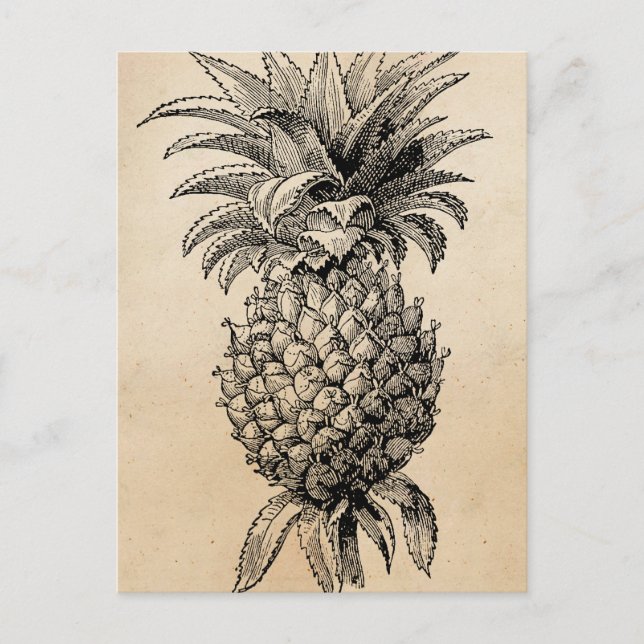 Vintage 1800s Pineapple Illustration Pineapples Postcard (Front)