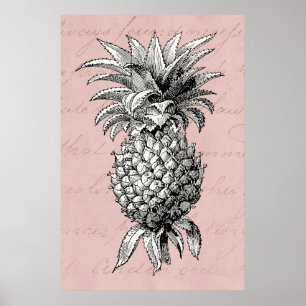 Vintage 1800s Pineapple Illustration Pink Poster