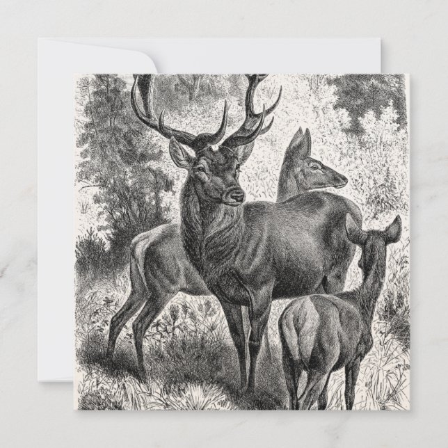 Vintage 1800s Red Deer Illustration Stag Doe Fawn (Front)