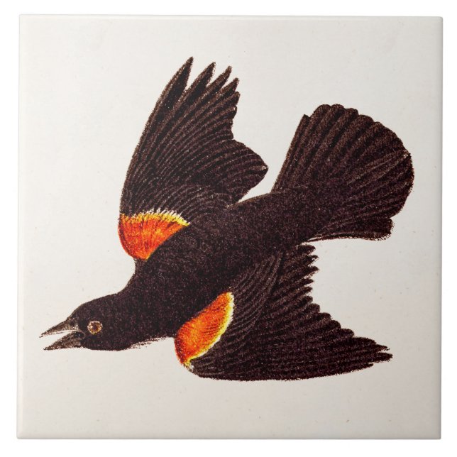Vintage 1800s Red Winged Black Bird Illustration Tile (Front)
