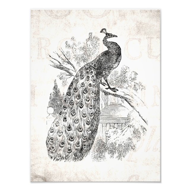 Vintage 1800s Retro Peacock Illustration Template Photo Print (Front)