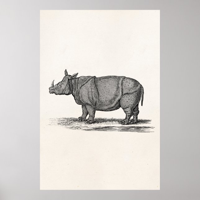 Vintage 1800s Rhinoceros Illustration - Rhino Poster (Front)