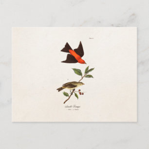 Vintage 1800s Scarlet Tanager Bird Songbird Birds Postcard
