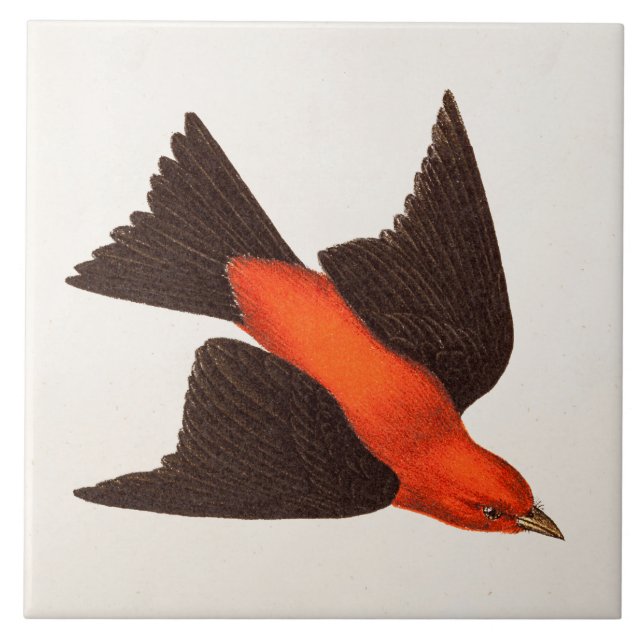 Vintage 1800s Scarlet Tanager Bird Songbird Birds Tile (Front)