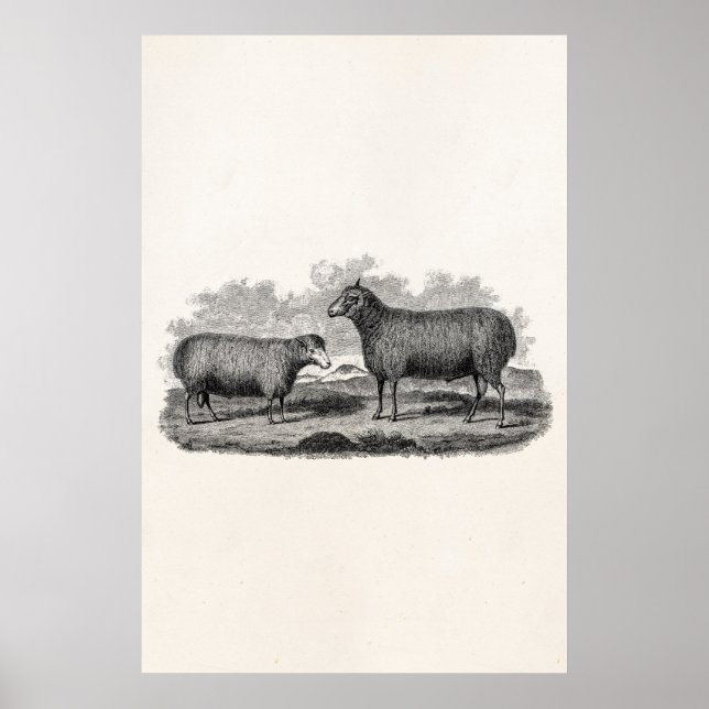 Vintage 1800s Sheep Ewe Illustration Retro Farm Poster (Front)