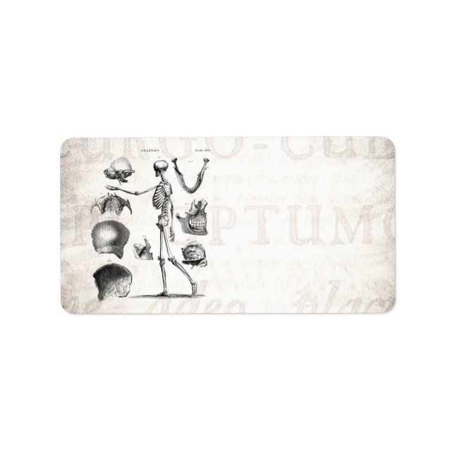 Vintage 1800s Skeleton Antique Anatomy Skeletons Label (Front)