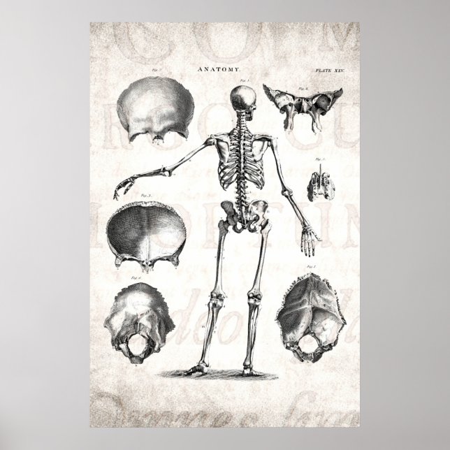 Vintage 1800s Skeleton Antique Anatomy Skeletons Poster (Front)