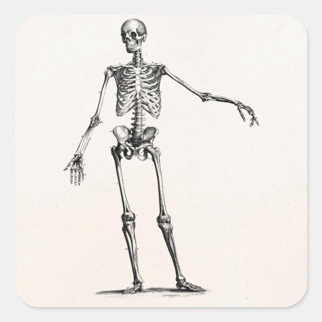 Vintage 1800s Skeleton Retro Anatomy Skeletons Square Sticker (Front)