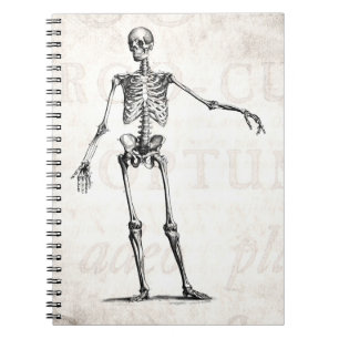 Vintage 1800s Skeleton Retro Skeletons Anatomy Notebook