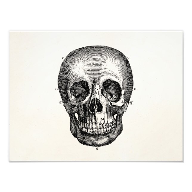 Vintage 1800s Skull Retro Skulls Skeleton Photo Print (Front)