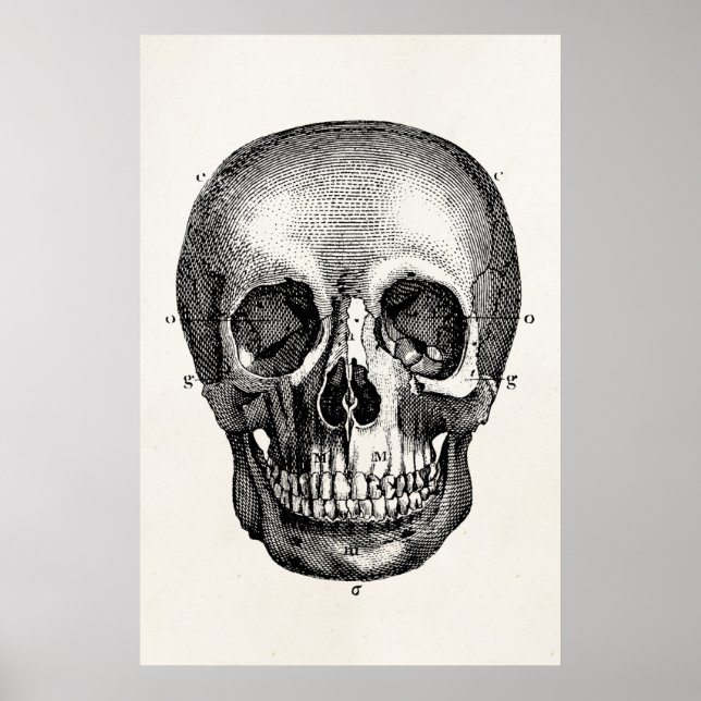 Vintage 1800s Skull Retro Skulls Skeleton Poster (Front)