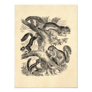 Vintage 1800s Squirrels Illustration - Squirrel Photo Print