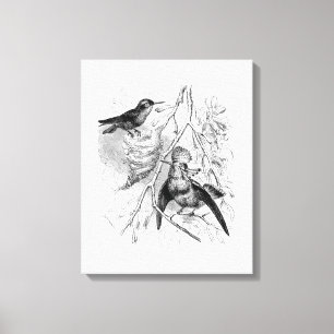Vintage 1800s Tufted Coquette Bird Retro Birds Old Canvas Print