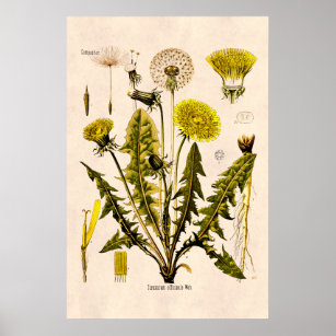 Vintage 1800s Yellow Dandelion Gone to Seed Floral Poster