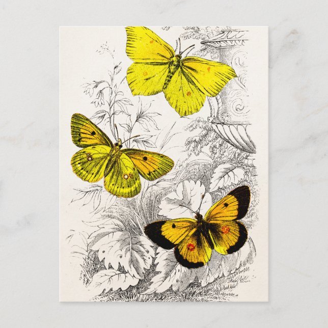 Vintage 1800s Yellow Orange Butterflies Template Postcard (Front)