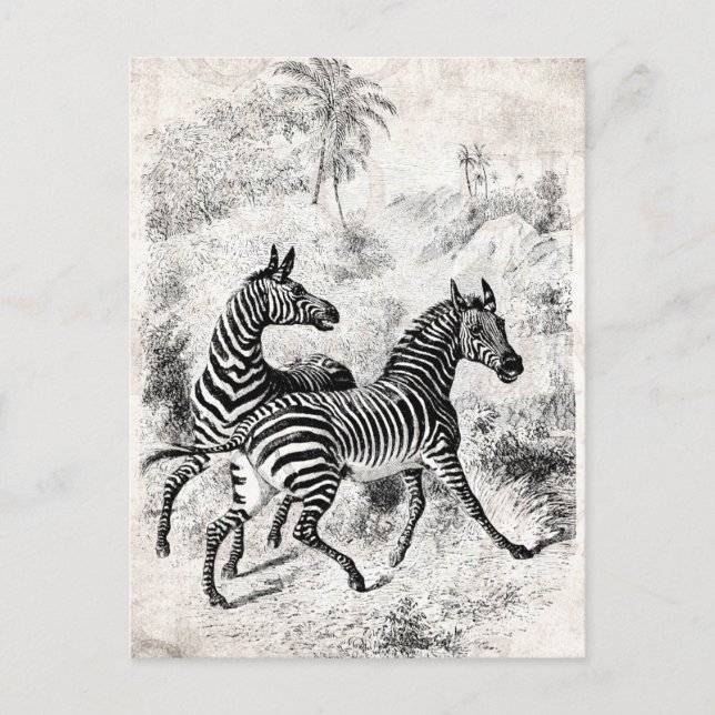 Vintage 1800s Zebras Retro Old Zebras Illustration Postcard (Front)