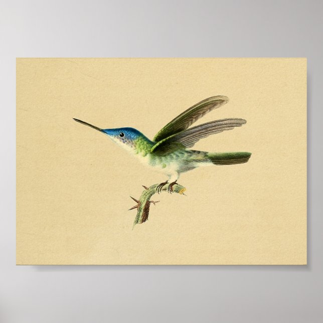 Vintage 1830 Hummingbird Print Blue Green (Front)