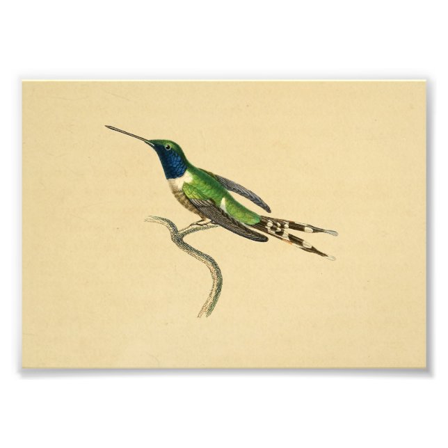 Vintage 1830 Hummingbird Print Blue Green (Front)