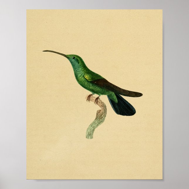 Vintage 1830 Hummingbird Print Green Black (Front)