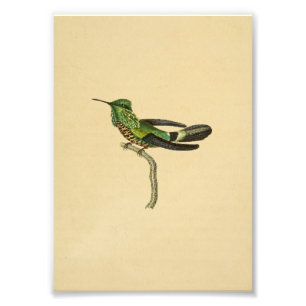 Vintage 1830 Hummingbird Print Green Black