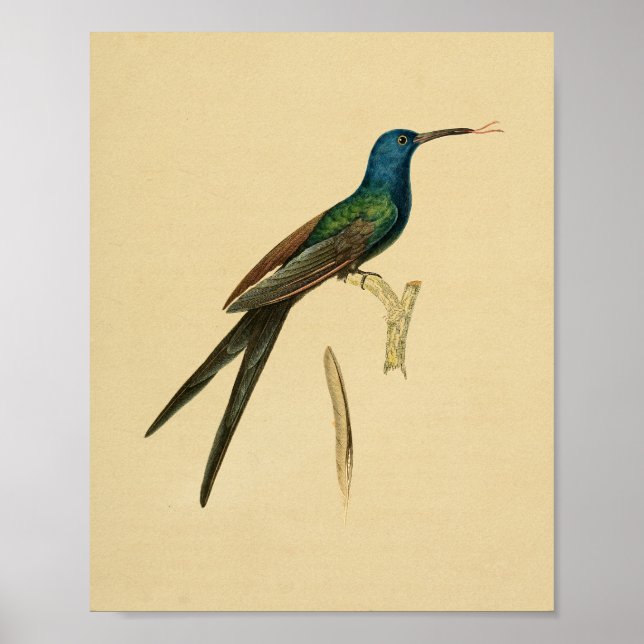 Vintage 1830 Hummingbird Print Green Blue (Front)