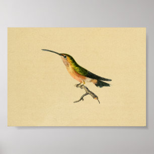 Vintage 1830 Hummingbird Print Green Orange