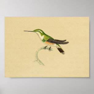 Vintage 1830 Hummingbird Print Green Orange