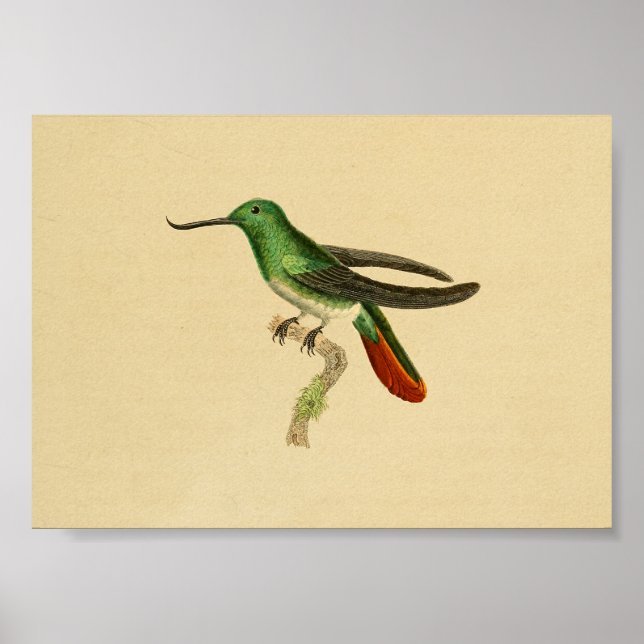 Vintage 1830 Hummingbird Print Green Red (Front)