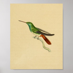 Vintage 1830 Hummingbird Print Green Red