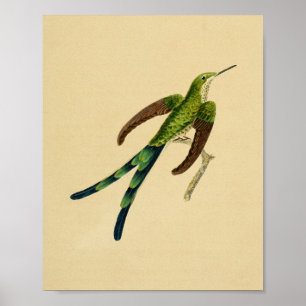 Vintage 1830 Hummingbird Print Green Red