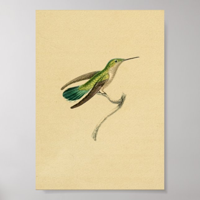 Vintage 1830 Hummingbird Print Green Yellow (Front)