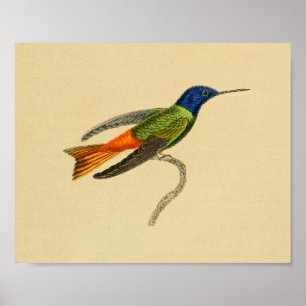 Vintage 1830 Hummingbird Print Red Blue