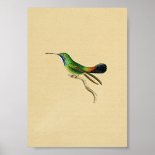 Vintage 1830 Hummingbird Print Red Green