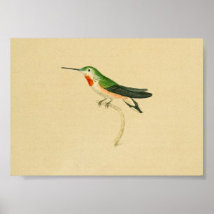 Vintage 1830 Hummingbird Print Red Green