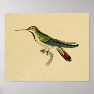 Vintage 1830 Hummingbird Print Red Green