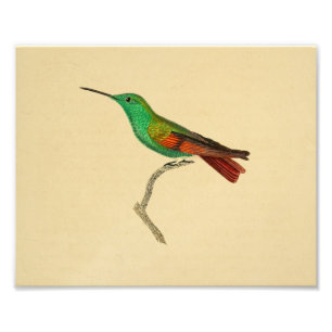 Vintage 1830 Hummingbird Print Red Green