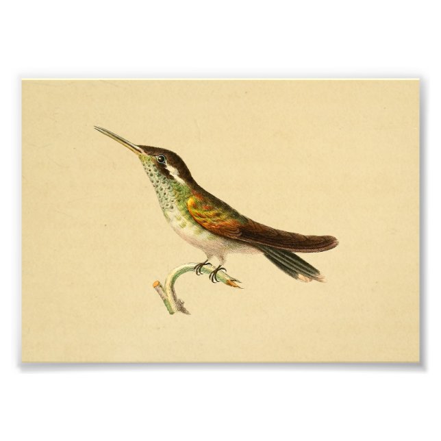 Vintage 1830 Hummingbird Print Red Green (Front)