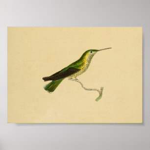 Vintage 1830 Hummingbird Print Yellow Green