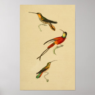 Vintage 1830 Hummingbirds Print Red Green
