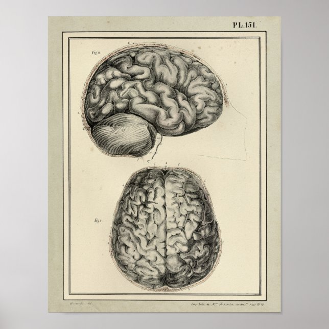Vintage 1831 Brain Anatomy Print (Front)